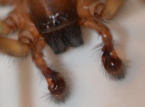 Réf. 242 015 : Amaurobius similis